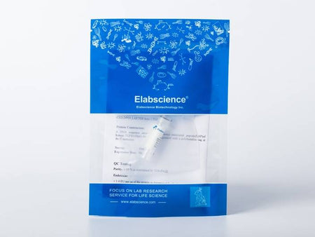 Recombinant Rat FGF-2/FGFb Protein (Active)