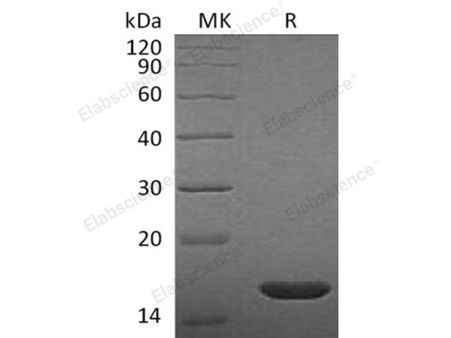 Recombinant Rat FGF-2/FGFb Protein (Active)