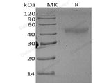 Recombinant Rat M-CSF/CSF1 Protein