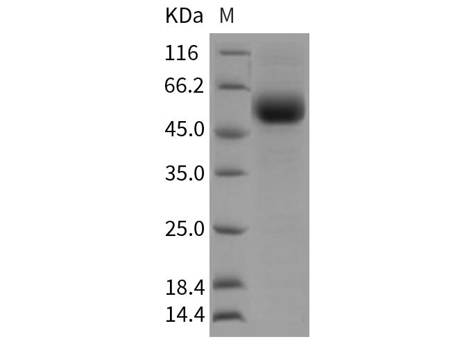 Recombinant Rat TGFBR2 Protein (Fc Tag)