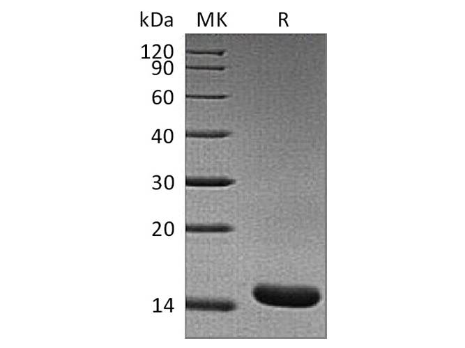 Recombinant Rat TNF-alpha/TNFA Protein