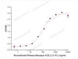 Recombinant Rhesus Macaque Angiotensin-Converting Enzyme 2/ACE-2 (C-Fc)