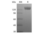 Recombinant Rhesus Macaque Angiotensin-Converting Enzyme 2/ACE-2 (C-Fc)