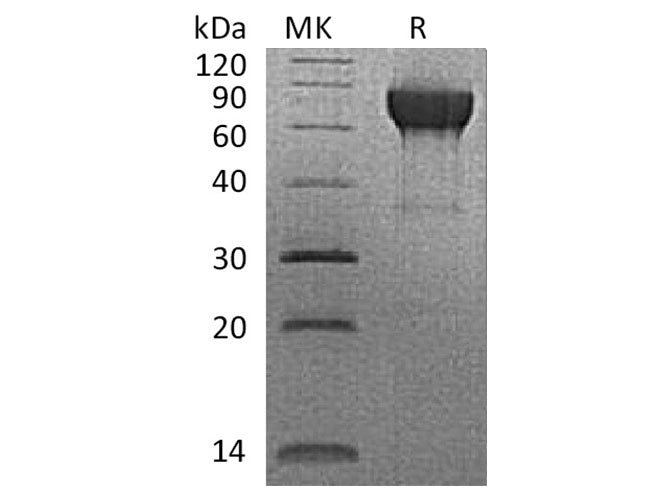 Recombinant Rhesus macaque CD27/TNFRSF7 Protein (Fc Tag)