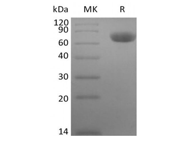 Recombinant Rhesus Macaque TNF Receptor II/TNF RII/TNFRSF1B/CD120b (C-Fc)