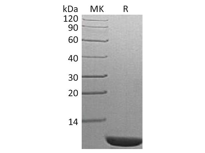 Recombinant S. cerevisiae TIM14 Protein