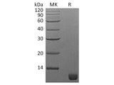 Recombinant S. cerevisiae TIM16 Protein