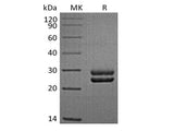 Recombinant Sheep Prolactin/PRL (C-6His)