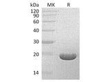 Recombinant Streptomyces hygroscopicus Bar Protein