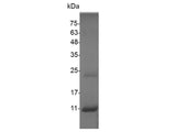 Recombinant Swine CXCL11 protein(N-His)