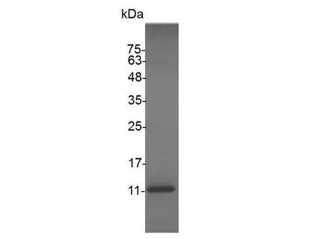 Recombinant Swine CXCL13 protein(N-His)