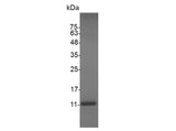 Recombinant Swine CXCL13 protein(N-His)