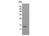 Recombinant Swine IFN gamma protein(N-His)(active)