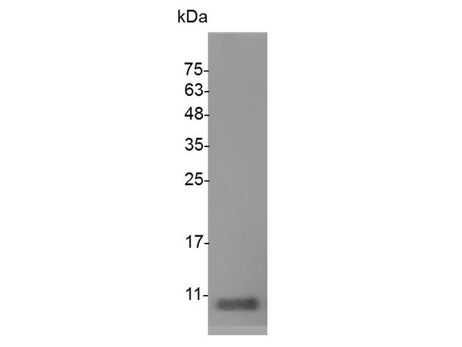 Recombinant Swine IGF-I protein(N-His)