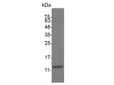 Recombinant Swine IL-4 protein(N-His)(active)
