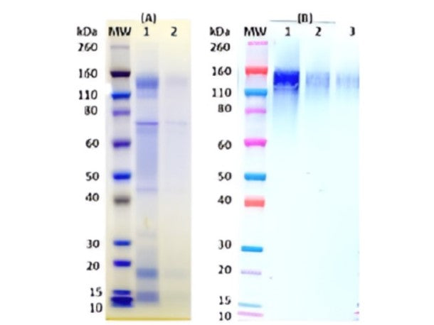 IBT Bioservices Recombinant Ebola Virus rGPΔTM (Mammalian), Biomolecules and Materials, IBT Bioservices, MSE Supplies