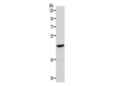 EDG3 Polyclonal Antibody Store at -20°C