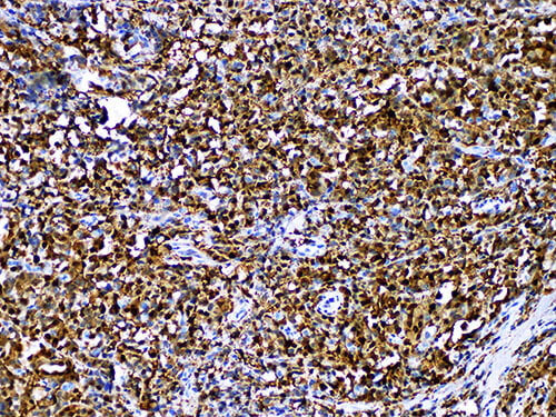 S100 Monoclonal Antibody Stored at 2~8°C