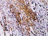 S100P Monoclonal Antibody Stored at 2~8°C
