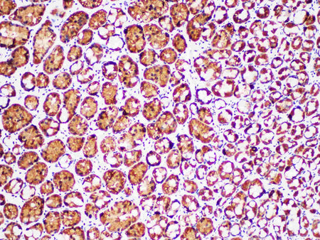 SDHB Monoclonal Antibody Stored at 2~8°C