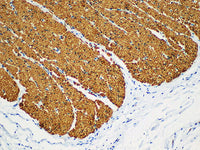 SMA Monoclonal Antibody Stored at -20°C