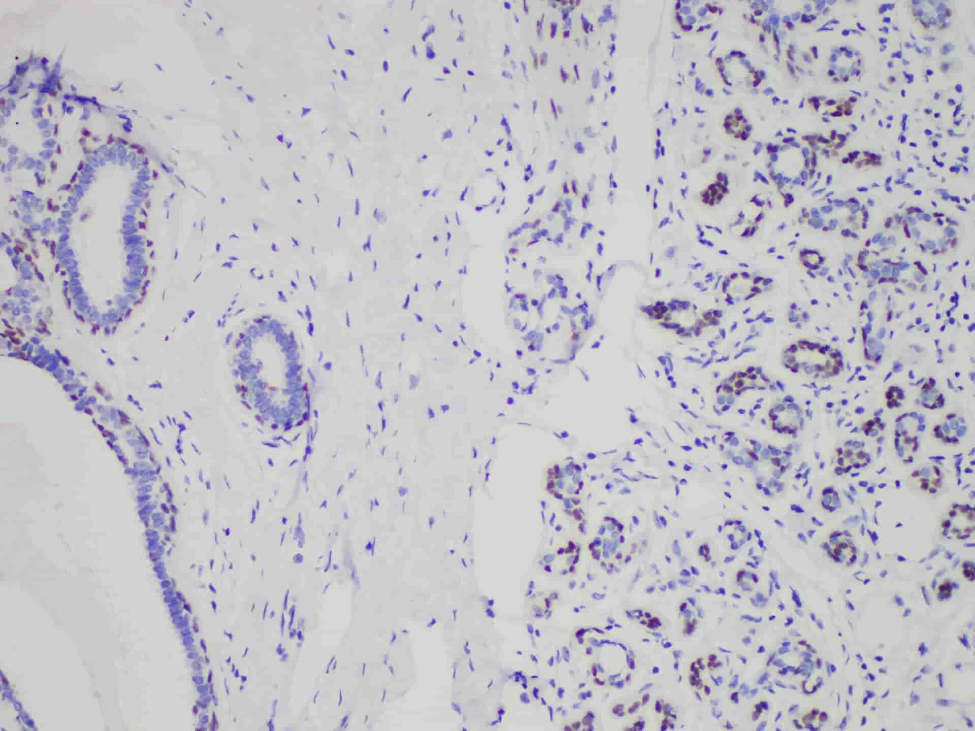SOX10 Monoclonal Antibody Stored at 2~8°C