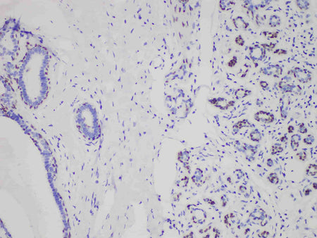 SOX10 Monoclonal Antibody Stored at 2~8°C