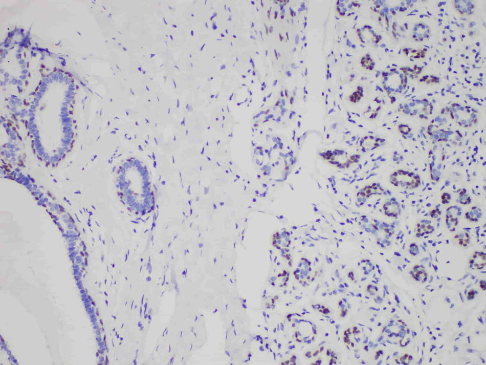 SOX10 Monoclonal Antibody Stored at 2~8°C