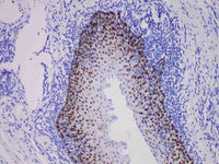 SOX2 Monoclonal Antibody