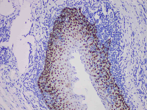 SOX2 Monoclonal Antibody