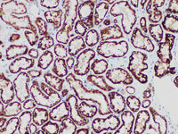STAT6 Monoclonal Antibody Stored at 2~8°C