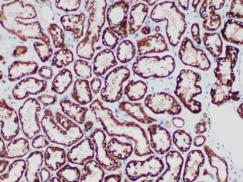 STAT6 Monoclonal Antibody Stored at -20°C