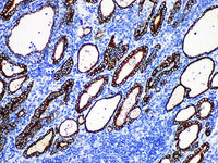 TPO Monoclonal Antibody Stored at -20°C