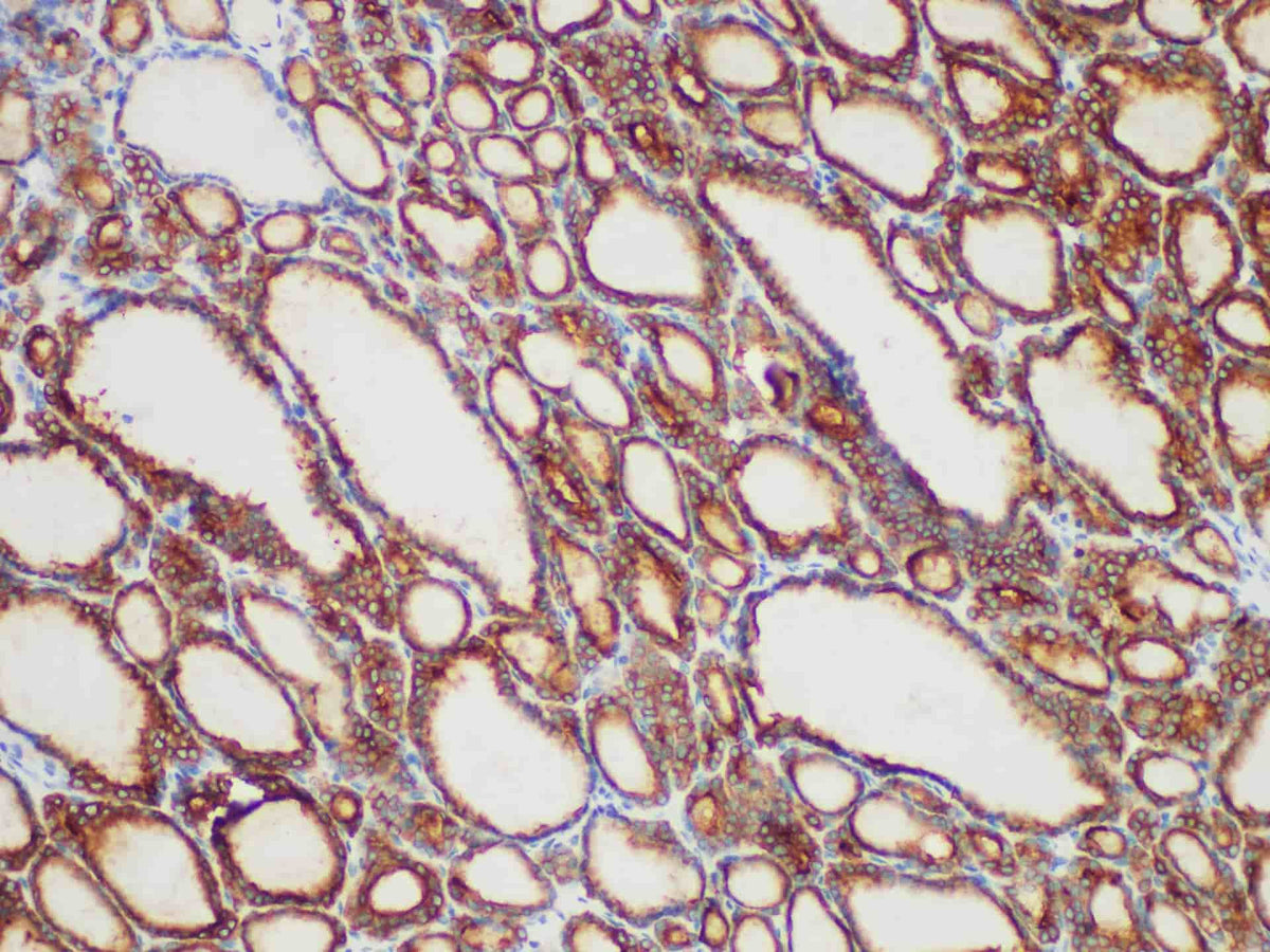 TPO Monoclonal Antibody Stored at -20°C Host Rabbit