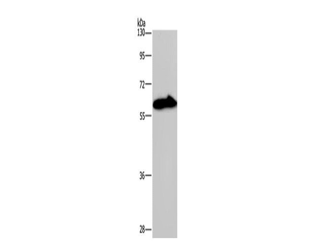 KCNG4 Polyclonal Antibody Store at -20°C