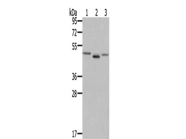 FGFRL1 Polyclonal Antibody