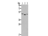 FGFRL1 Polyclonal Antibody