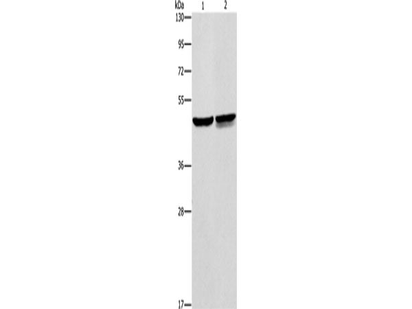AMACR Polyclonal Antibody Store at -20°C