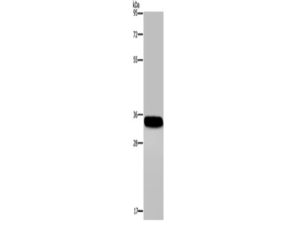 CA4 Polyclonal Antibody
