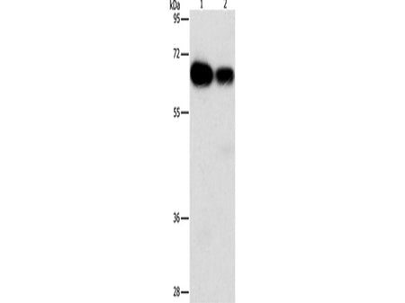 ARHGEF5 Polyclonal Antibody Store at -20°C