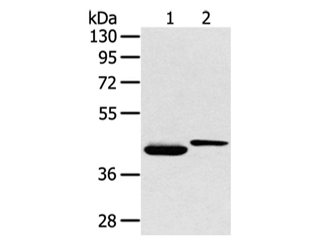 BMP4 Polyclonal Antibody Store at -20°C