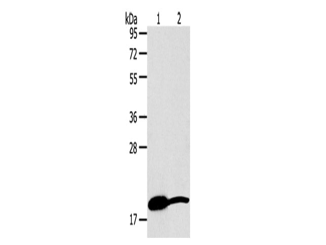 GDF2 Polyclonal Antibody Store at -20°C