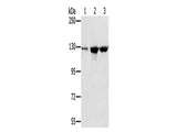 NAT10 Polyclonal Antibody