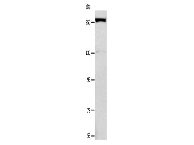 ESPL1 Polyclonal Antibody Store at -20°C
