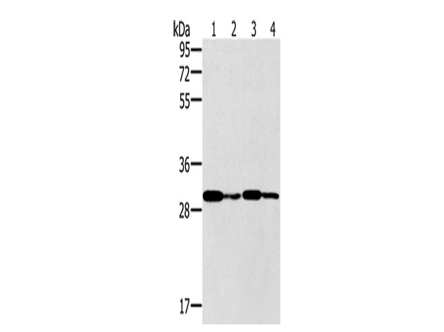 PNMT Polyclonal Antibody 	Store at -20°C