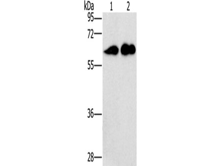 CD27 Polyclonal Antibody Store at -20°C