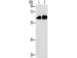 CD27 Polyclonal Antibody Store at -20°C