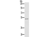 HTR3C Polyclonal Antibody Store at -20°C