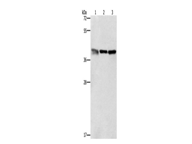 ZFP42 Polyclonal Antibody Store at -20°C