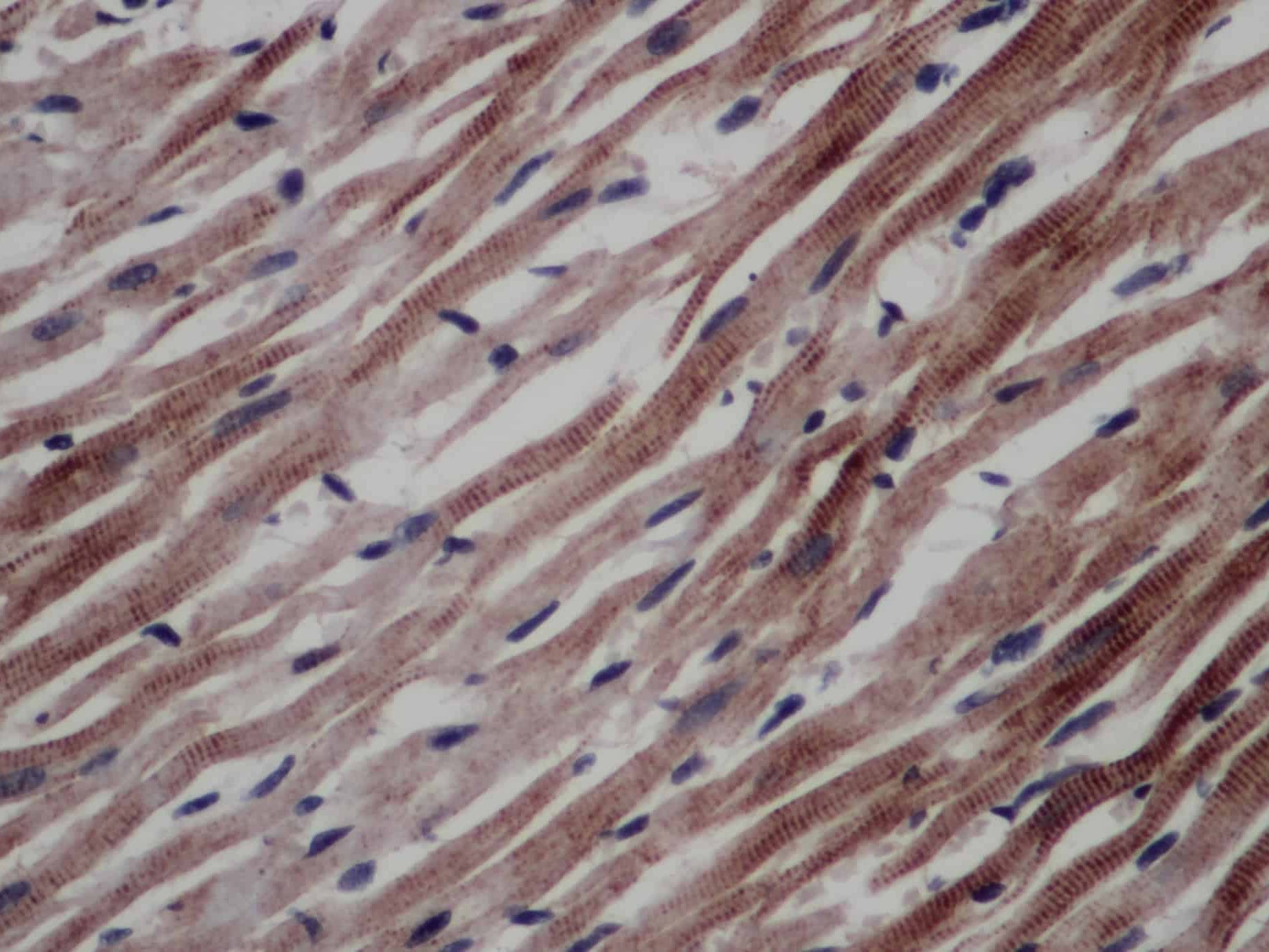CD297 Polyclonal Antibody Store at -20°C